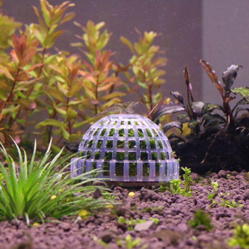 Bola de musgo transparente para acuario, bola de plástico para decoración de plantas en vivo, algas ecológicas, bolas de algas verdes, adornos