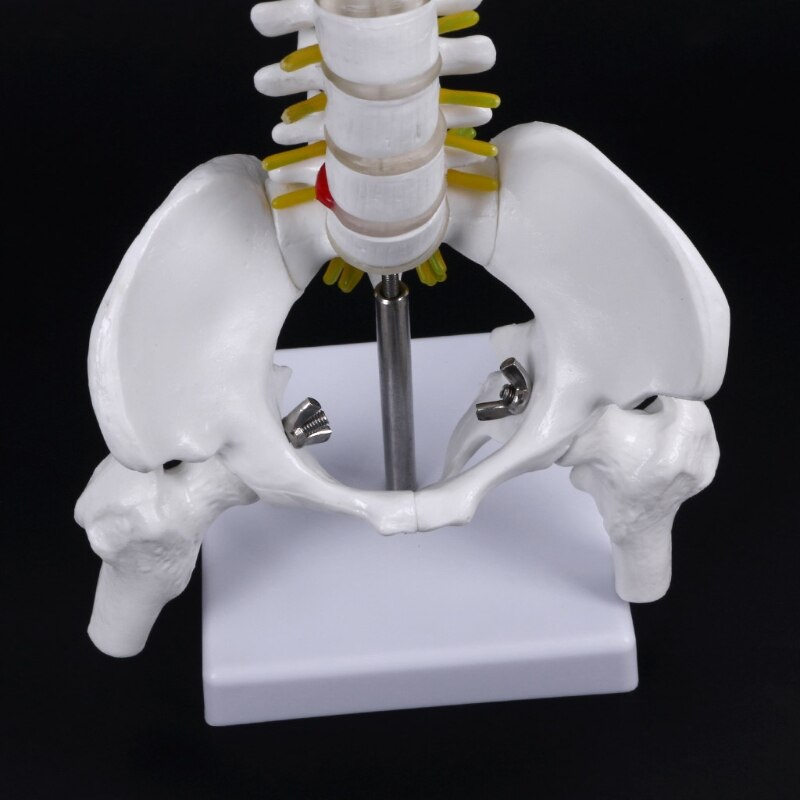 Best 45Cm Flexible 1:1 Adult Lumbar Bend Spine Model Humans Skeleton Model with Spinal Disc Pelvis Model Used for Massage ,Yoga