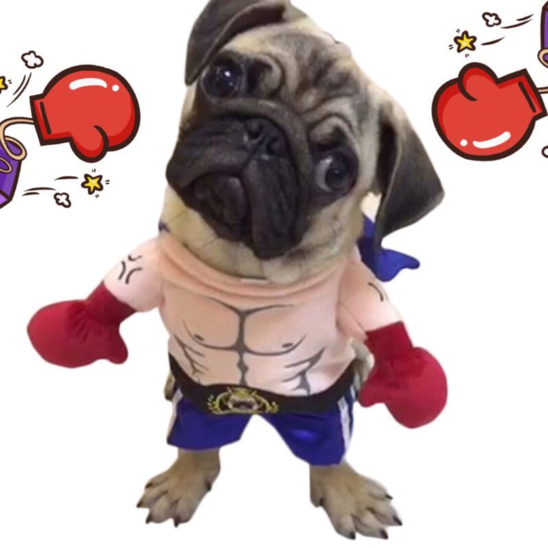 Sjov halloween kæledyr kat hund boxer stående kostume cosplay tøj til små mellemstore hunde hvalpe fest jakke frakke tøj