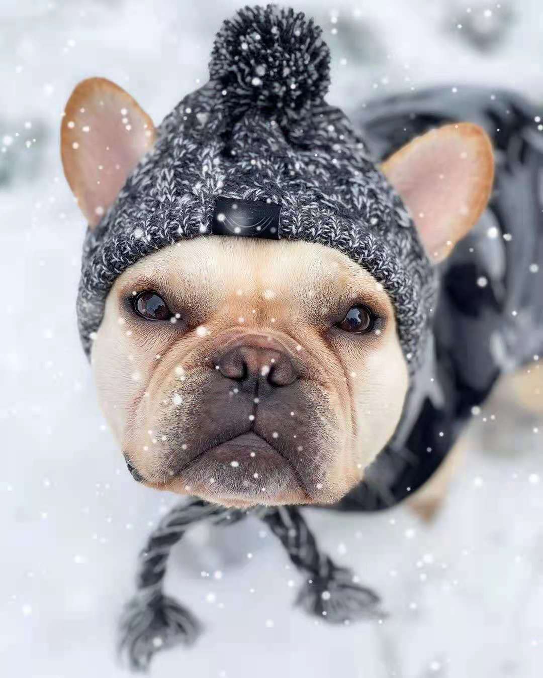 Gorras para perro Bulldog francés Pug, oso, gatito, cachorro, gorro de lana de punto, suministros para perro mascota, productos para invierno: Gris / S