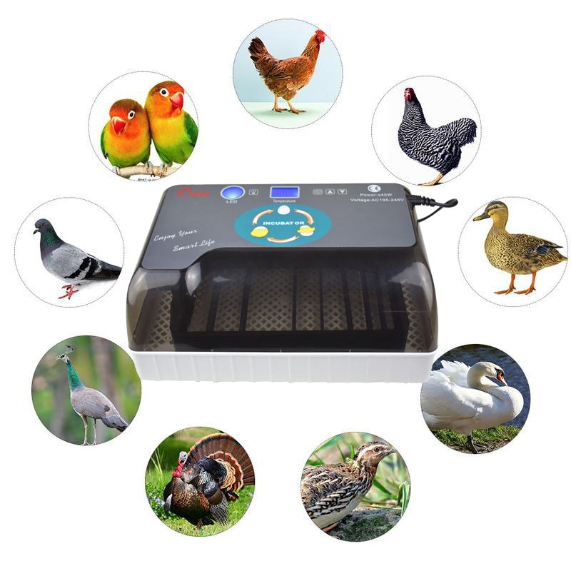 Automatic egg incubator automatic brooder Intelligent Digital Egg turning over incubators 12 eggs hatching For Chicken Poultry