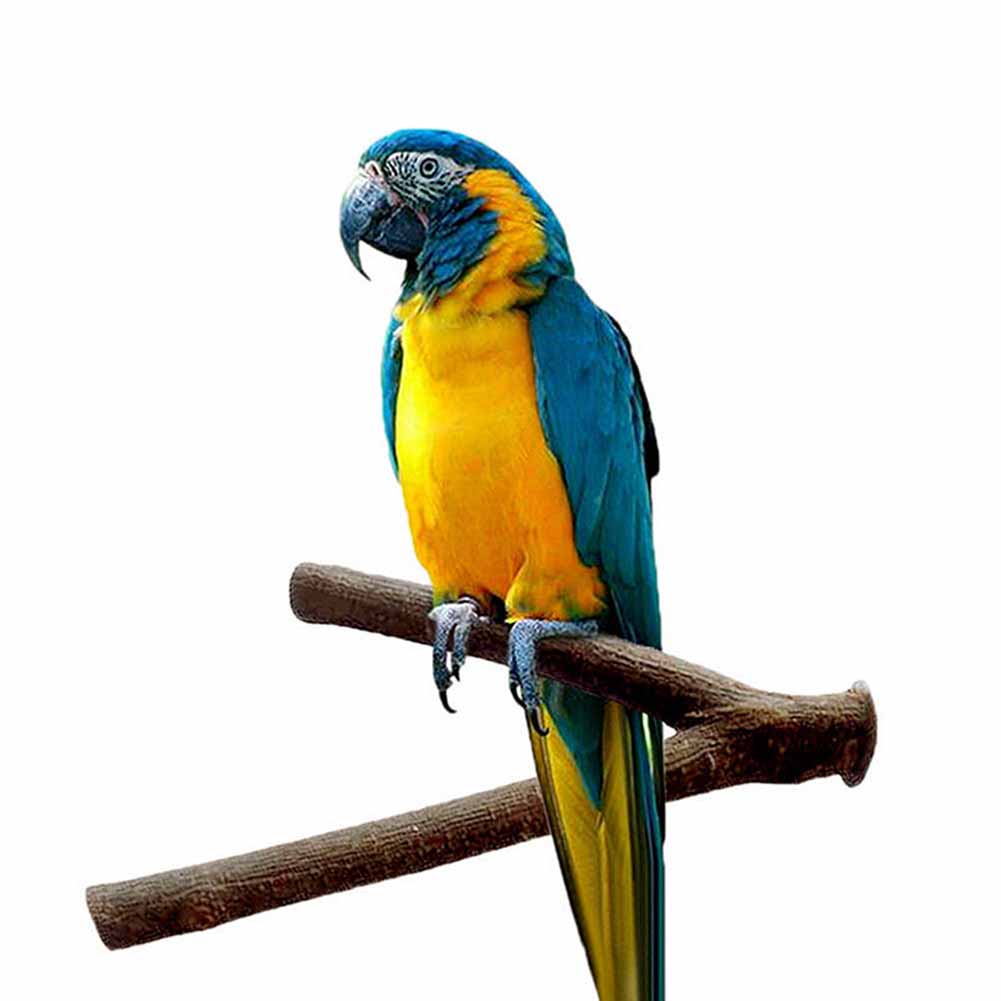 Loro jaula para pájaros, tenedor de pie, Rama, perchas, suministros para mascotas, estante de madera, juguetes para masticar
