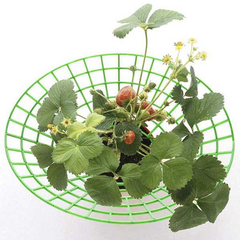 Fresas soporte práctico fresas Gg extraíble mantener la planta fuera de la putrefacción en los días lluviosos