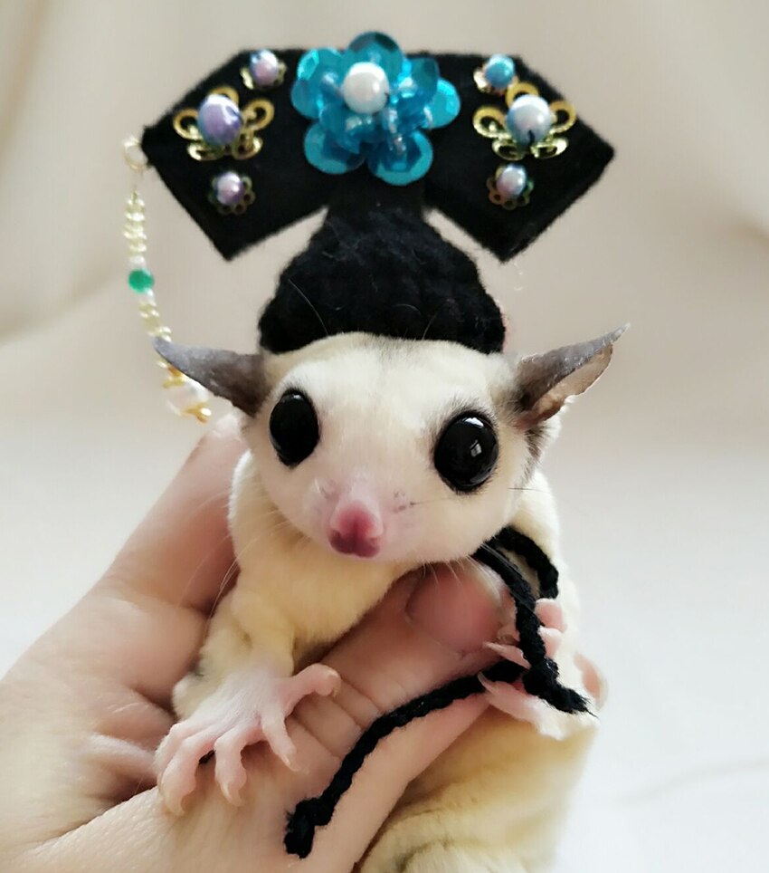 Shrew-sombrero para hámster tejido a mano, mini disfraz de animal bonito, sombrero de dibujos animados, ropa para mascotas: C