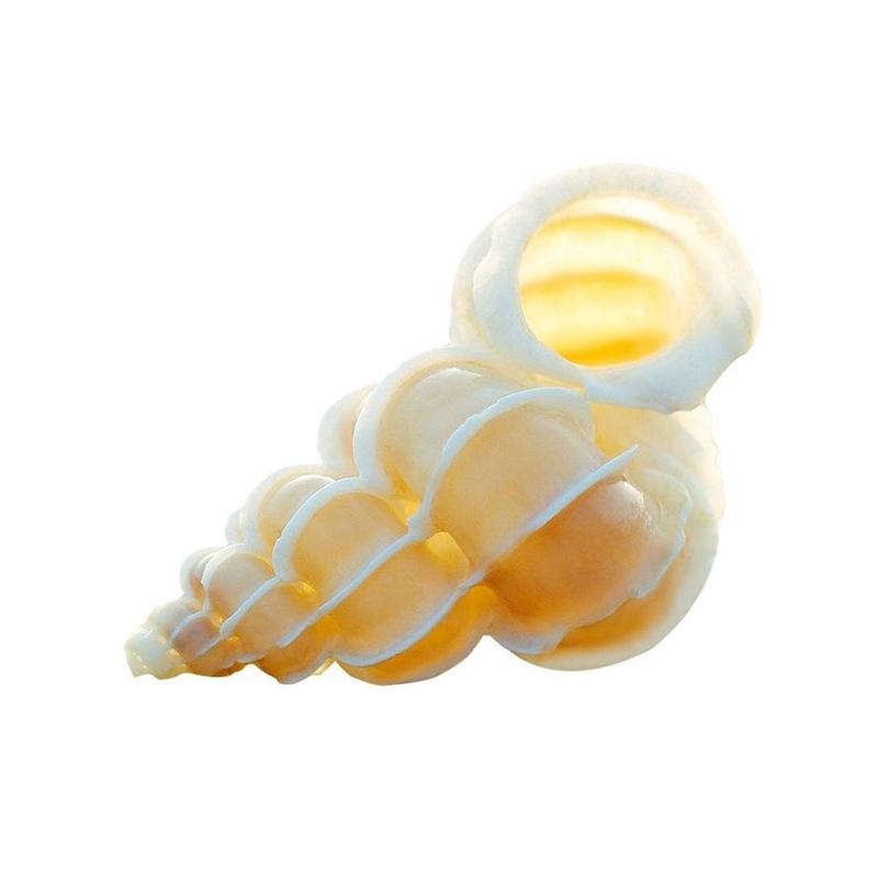 Chishi Snail Specimen Conch Shell White Collection Use A2P5