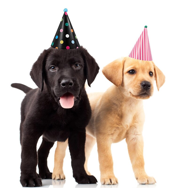Hund hat hund fødselsdag hat kæledyr forsyninger kæledyr fødselsdagsfest dekorative dyr hund fødselsdag hat