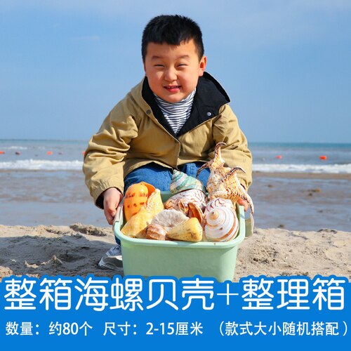 Natuurlijke Shell Schelp Exemplaren Populaire Wetenschappelijke Materialen Conch Geschenkdoos Kleuterschool Voorschoolse Mariene Biologie Collection Craft