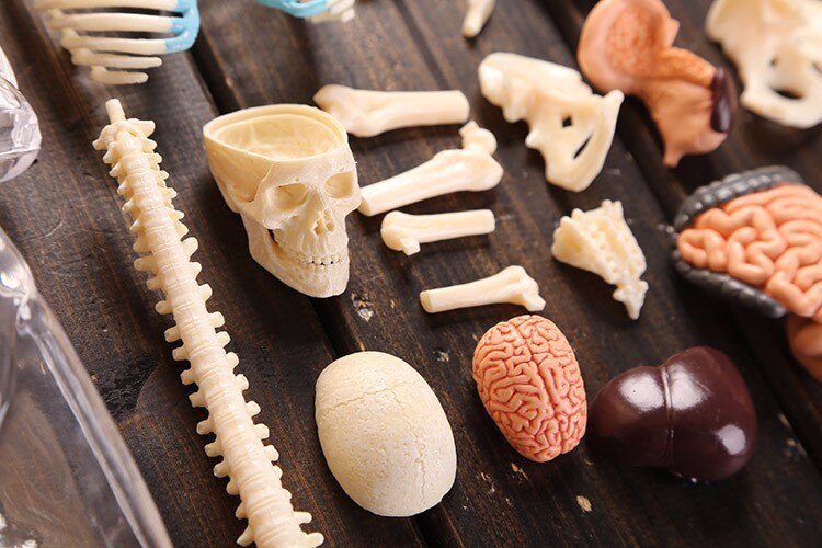 37 del samlet gennemsigtig menneskelig torso model human anatomi model 4d buste mandlig kropshoved muskuloskeletal anatomi videnskabsmodel