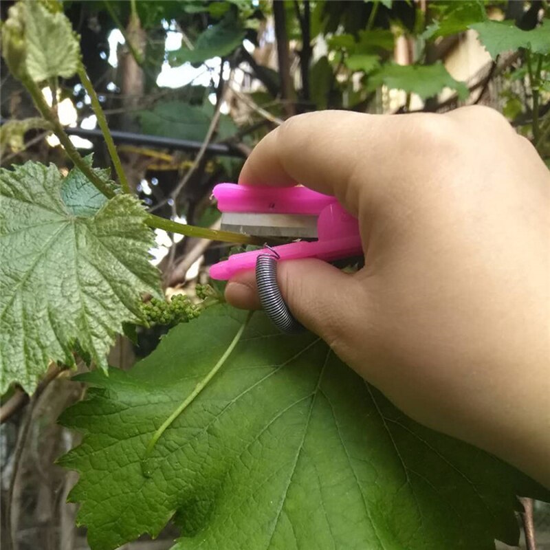 Vicia Vane Picker Vegetable Picker Melon And Fruit Picker Ring Picker Grape Sharpener Leaf-removing Small Blade