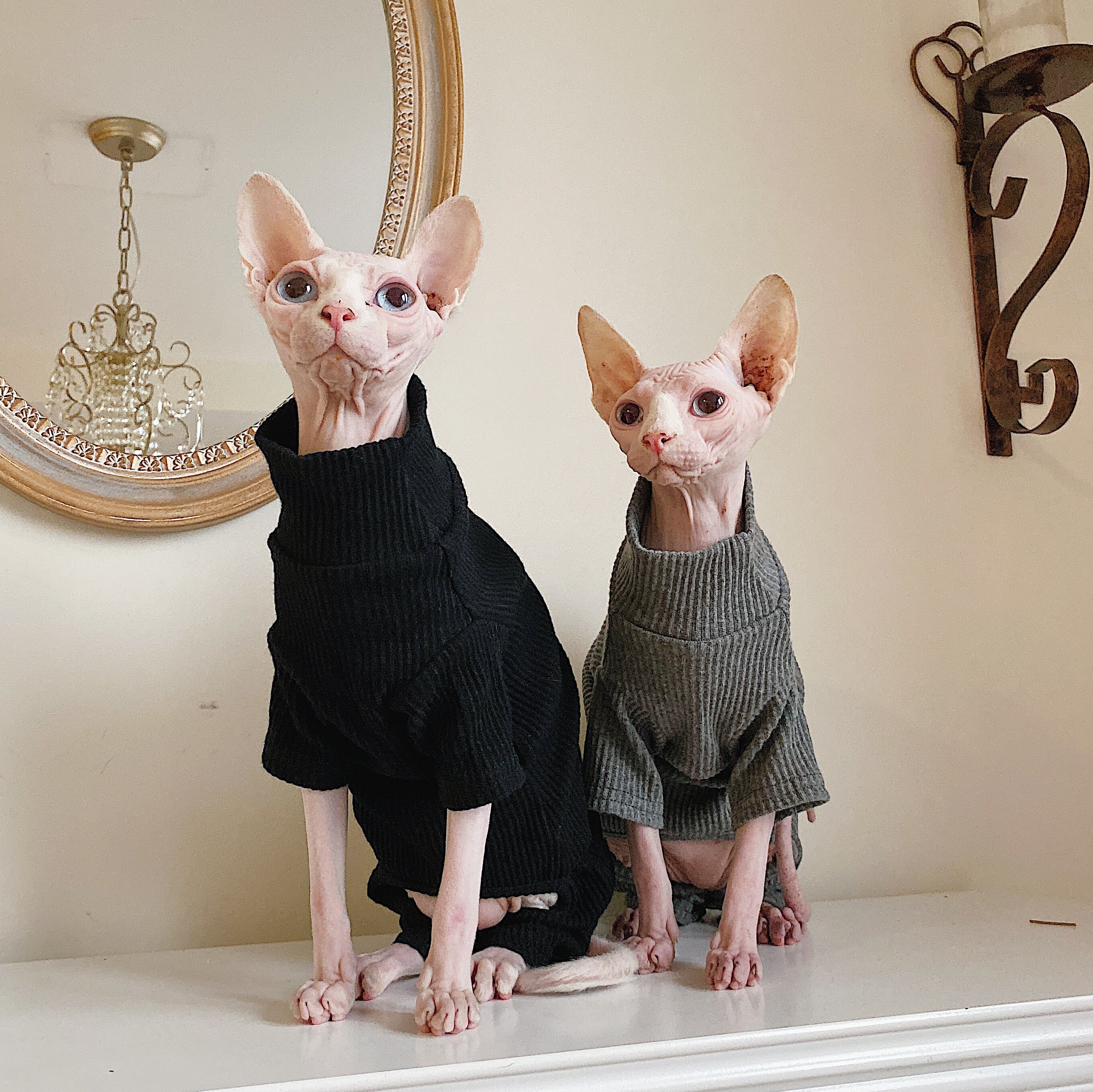 Hairless Cat Clothing Sphinx Cat Clothes Devon Winter Thick Cotton Comfortable Elastic Four Legged Clothes Pet Dog Supplies