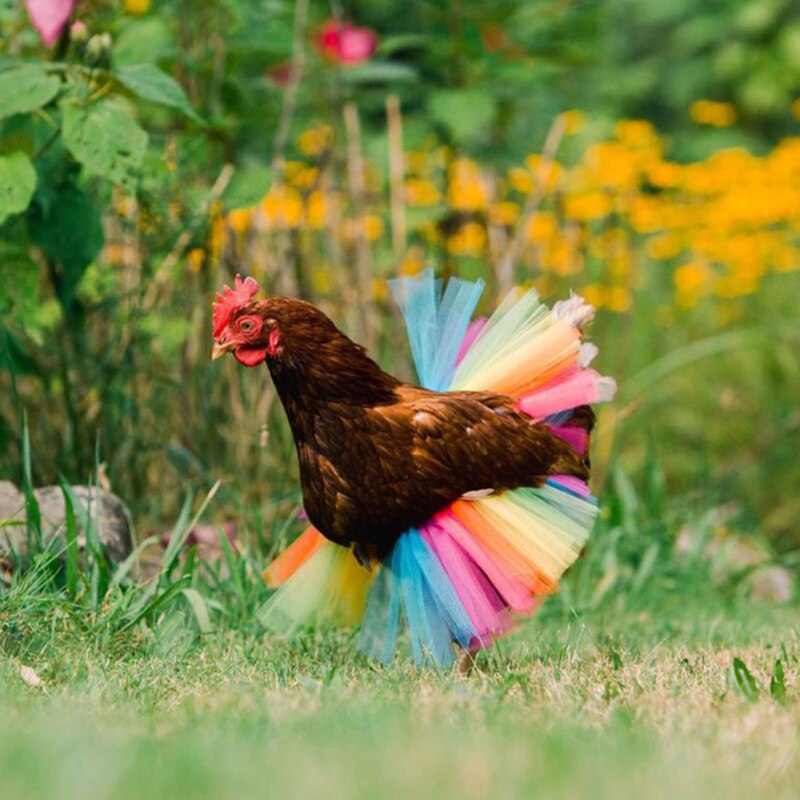 Jupe de déguisement de poulet, décoration de poulailler, plumes de volaille, protecteur, accessoires de fête pour Halloween Cosplay