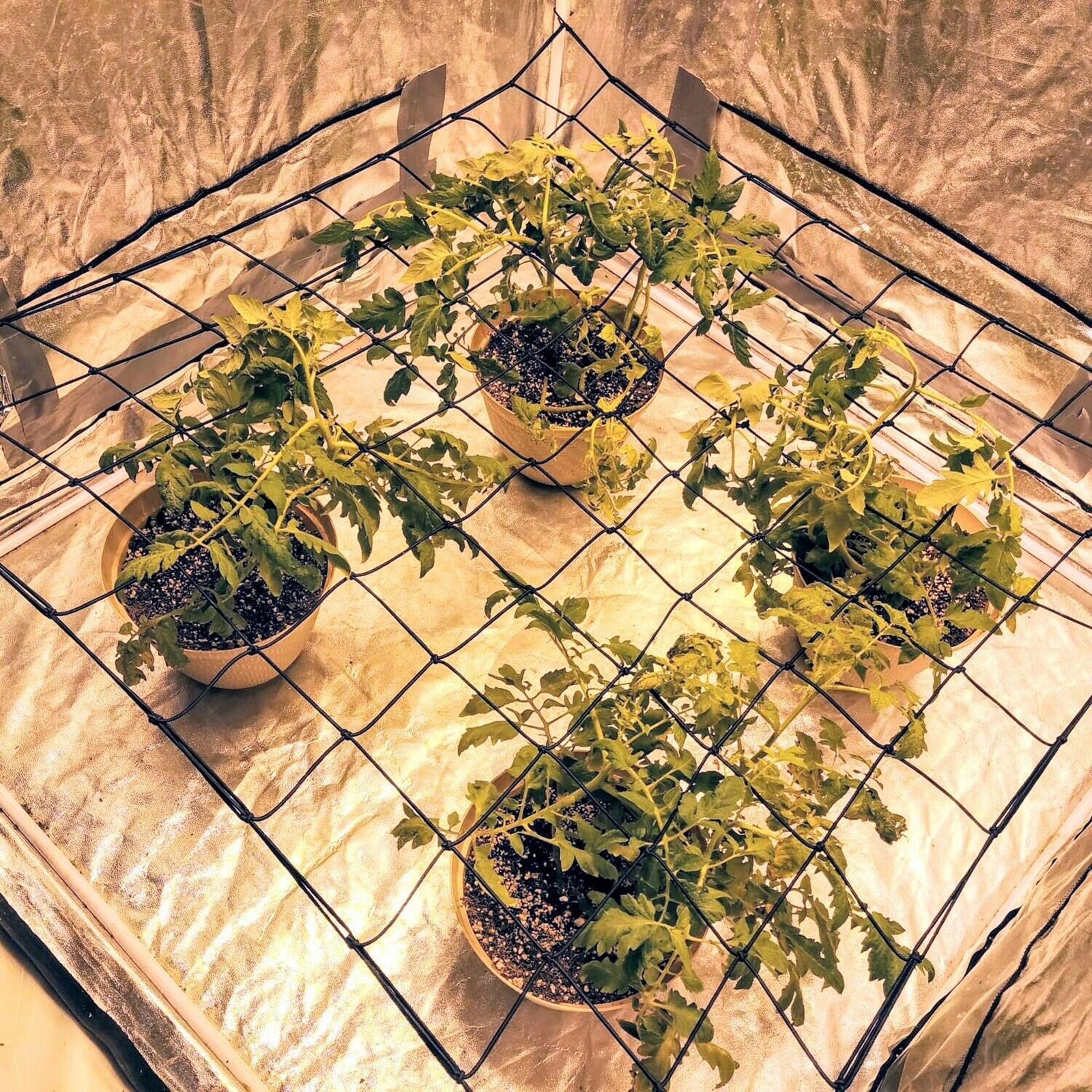 Trellis Netting, Elastische Netten, Flexibele Latwerk Met Haken Voor Groeien Tenten, Vruchten, Bloemen (Zwart)