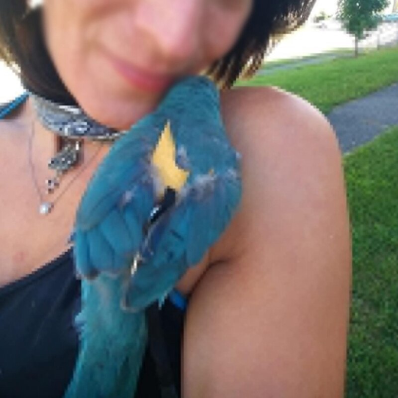 Imbracatura per uccelli imbracatura per uccelli imbracatura per pappagalli e imbracatura per pappagalli corda per uccelli in pelle design di allenamento regolabile anti-morso