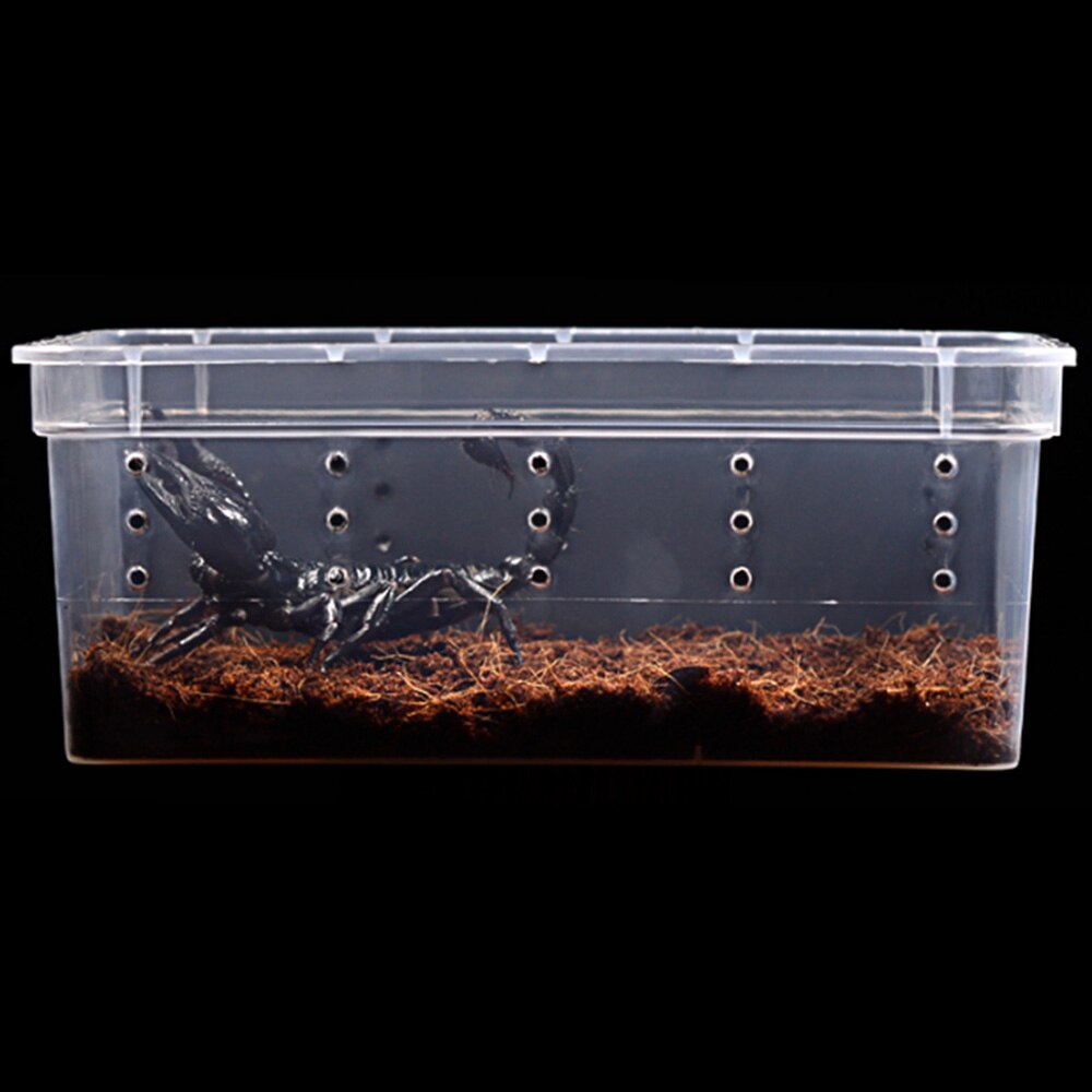 Transparent Plastic Box Insect Reptile Reptile Fee... – Grandado