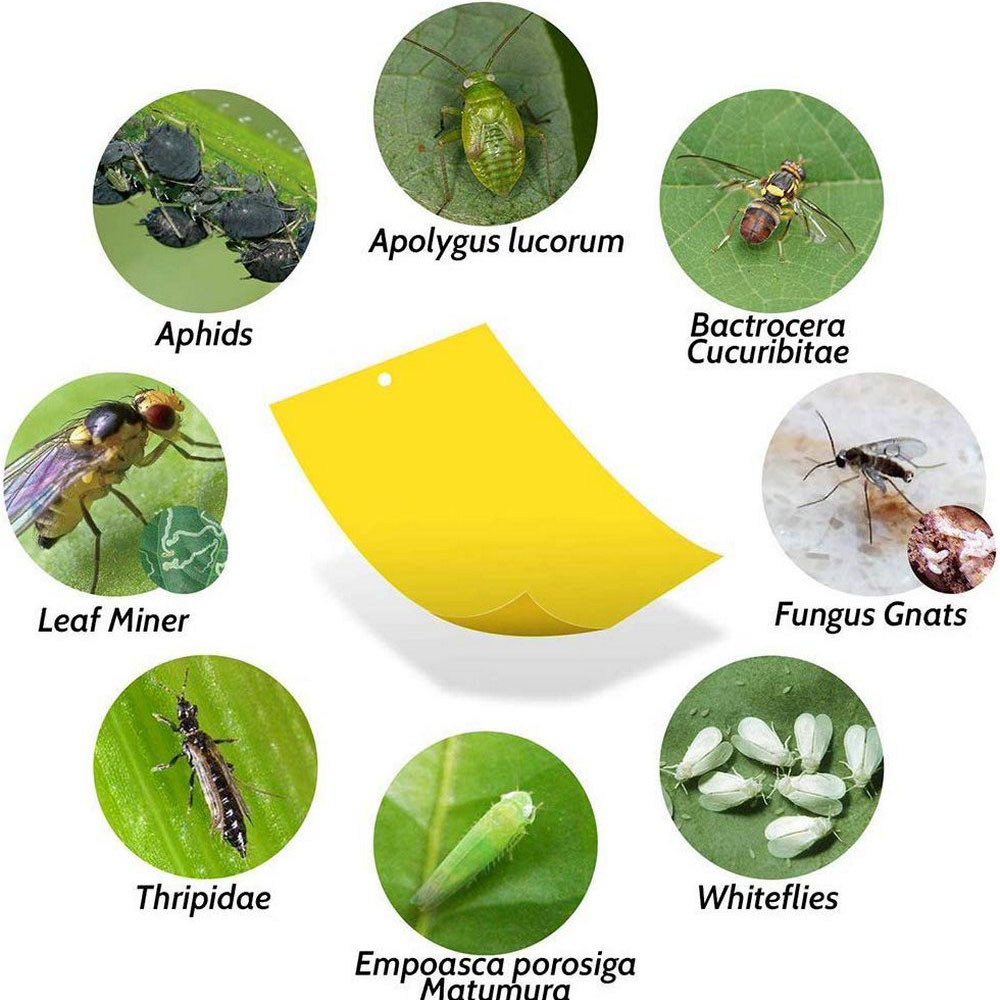 20x15 summen Obst Fliege Insekt Moskito Mörder Insekten Pest Fänger Fliegenfalle Aufkleber Gremium für Küche Bauernhof Anlage garten