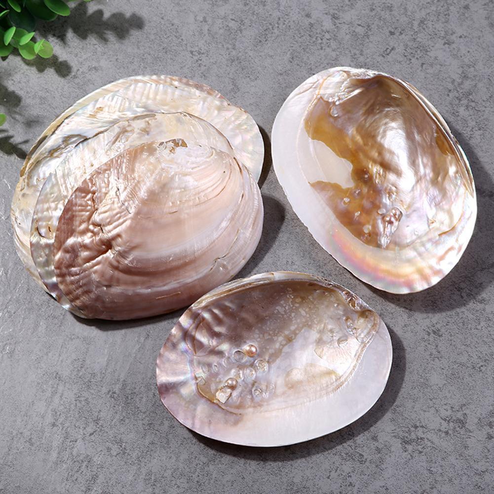 Concha de abulón Natural, conchas de mar grandes, decoración Náutica para el hogar, jabonera, bricolaje, paisaje para acuario, decoración de boda