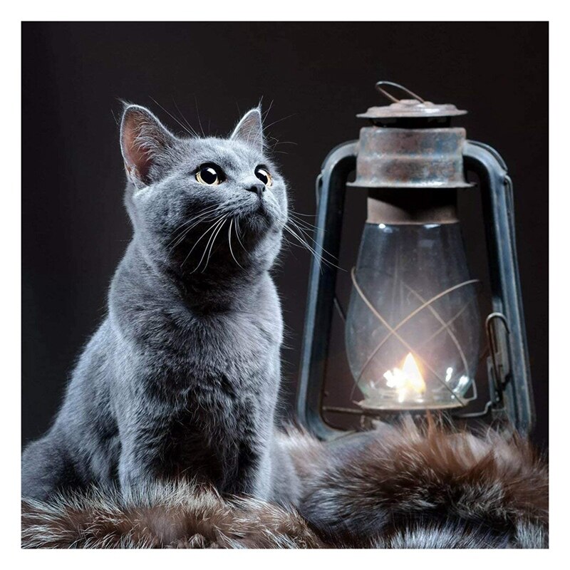 Cat Diamond Painting 5D Diamond Painting Kits Full Coverage Round Rhinestone DIY Tool Kit Art Supplies Fun: Default Title
