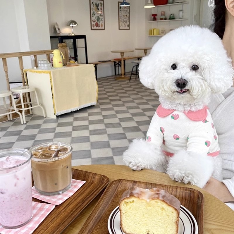 Vêtements pour chiens imprimés fraises, gilet rose pour animaux de compagnie, Costume pour chiot, Polo pour chien et chat, Chihuahua Bichon, T-Shirt mignon pour filles, pull pour chien