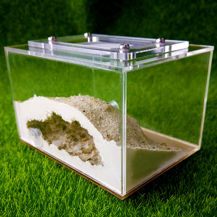 [Ants Dealer] Dsigned Ants Farm Ants Nest Formicarium for Young Queens or Small cononies messor & Camponotus