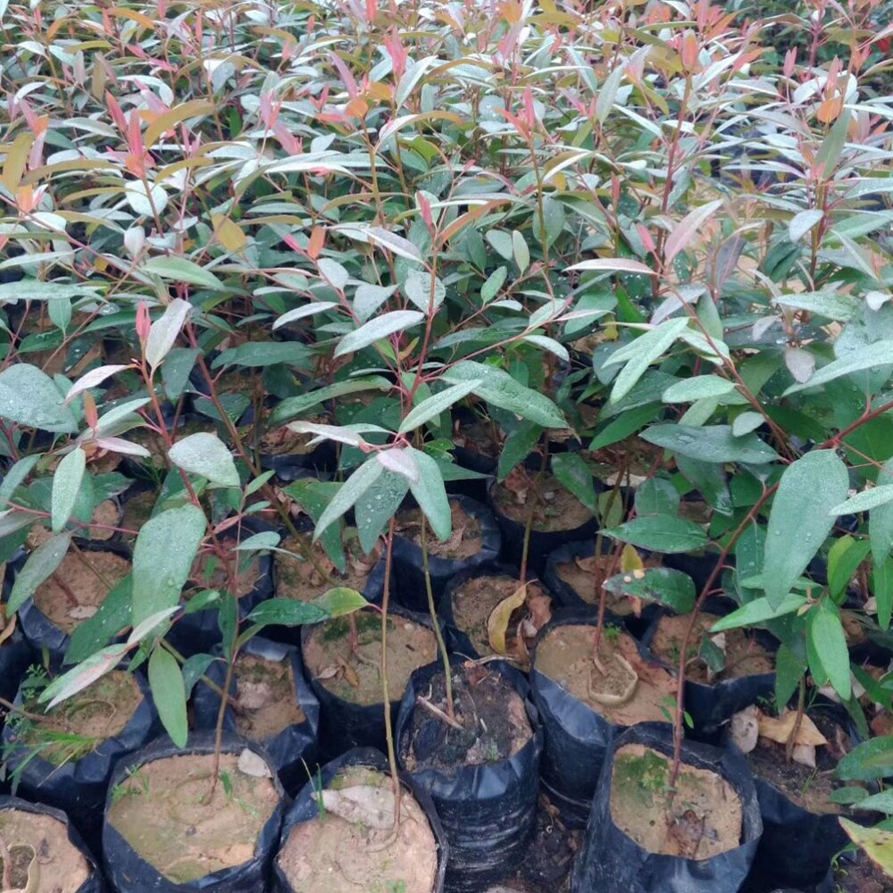 Bolsas para vivero finas de plástico PE, 100 Uds., bolsas para cultivo de plantas, macetas de tela con agujeros transpirables para cultivo doméstico, suministros de jardinería