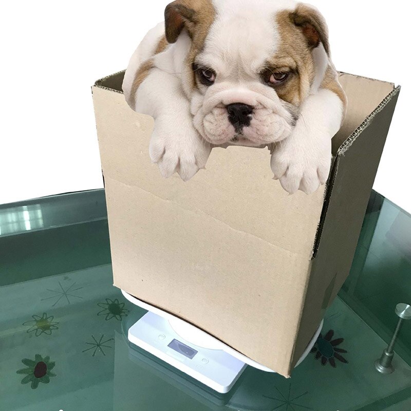 Digital Scale Pet Electronic Weighing Scale Mini Precision Grams Weight Balance Scale for Measure Puppy High Precision