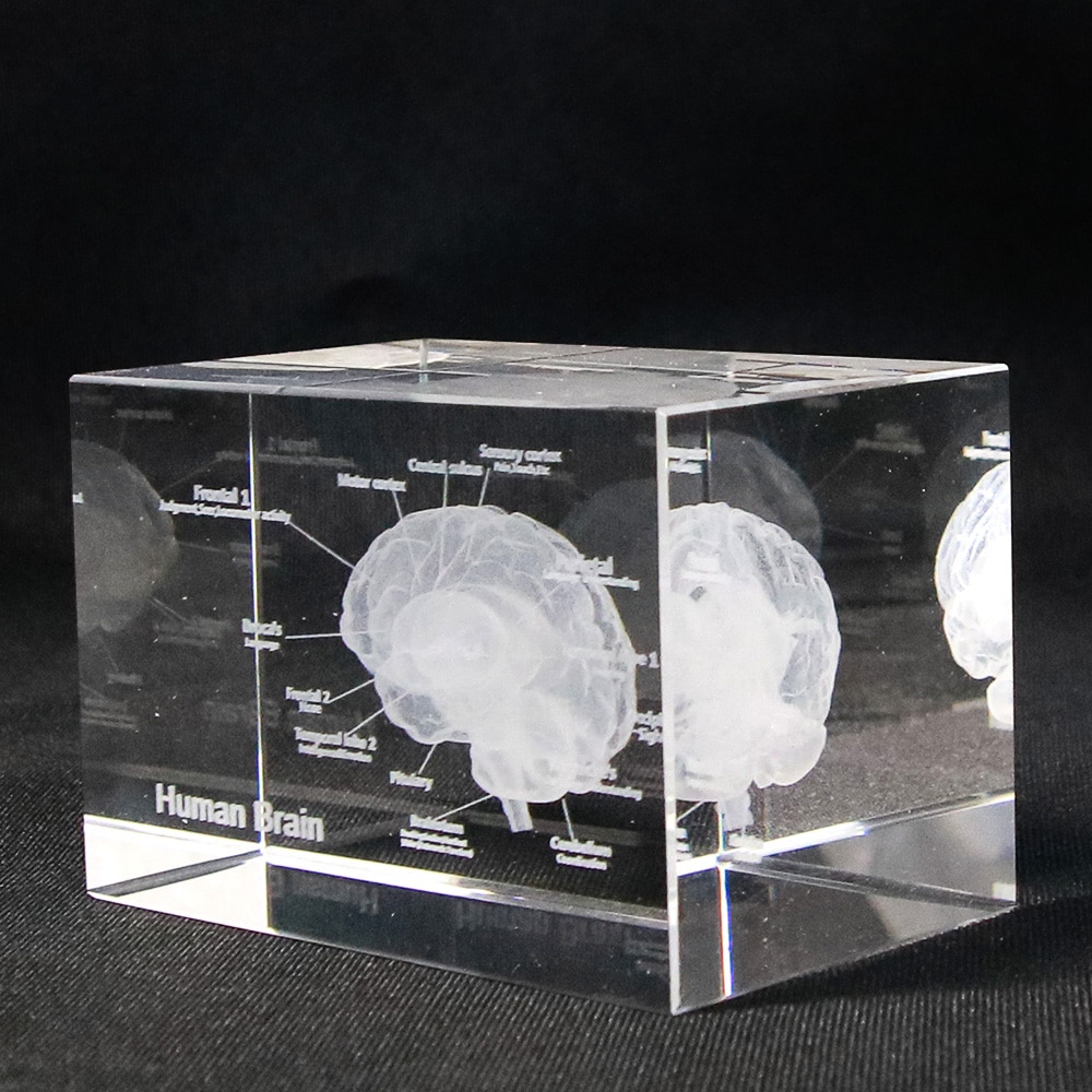 Gehirn Diagramm Kristall Würfel 3D Menschliches Anatomisches Modell Kristall Glas Würfel Anatomie Geist Neurologie Denken Medizinische Wissenschaft