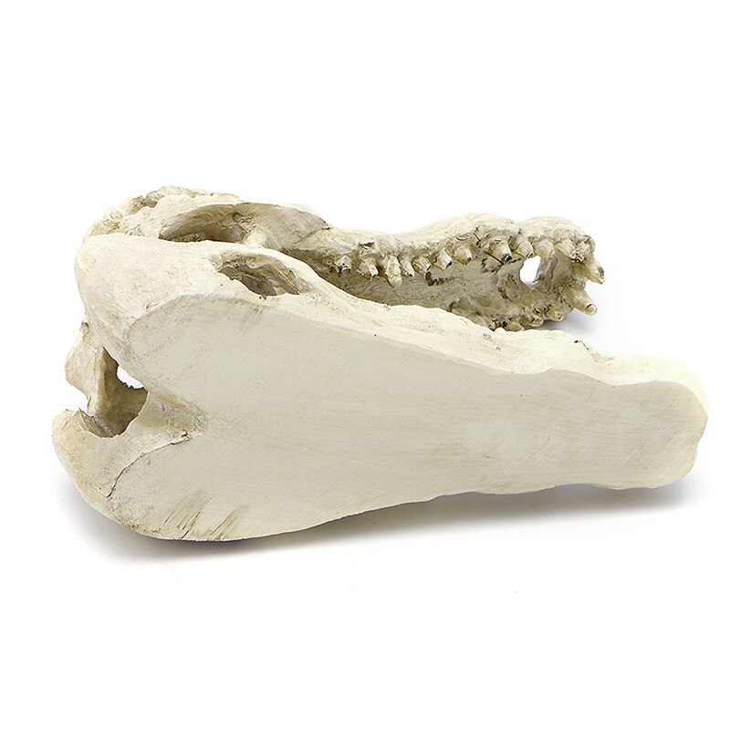 Crocodile Skull Artificial Decor Ornament Decoration for Aquarium Tank Fish 5" good