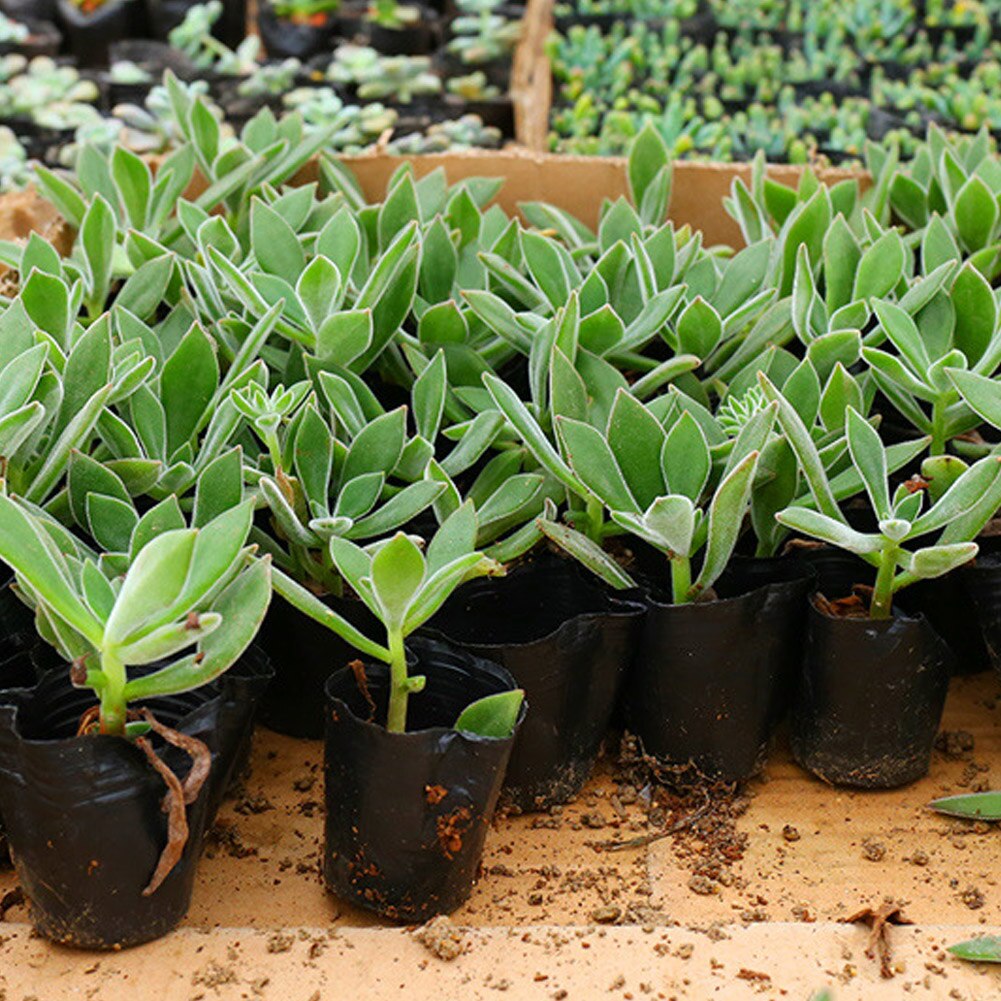 50pcs Plant Flower Pots Nursery Seedlings Pot Universal Soft Flower Plants Container Seed Starting Pots For Home Garden