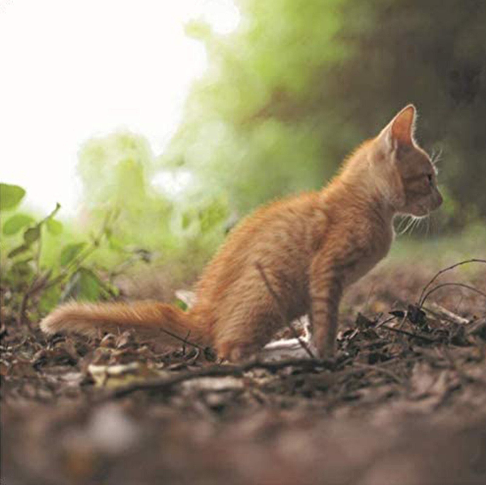 CALENDAR for Cat Lovers, Crazy Cat Lady, Animal Lover