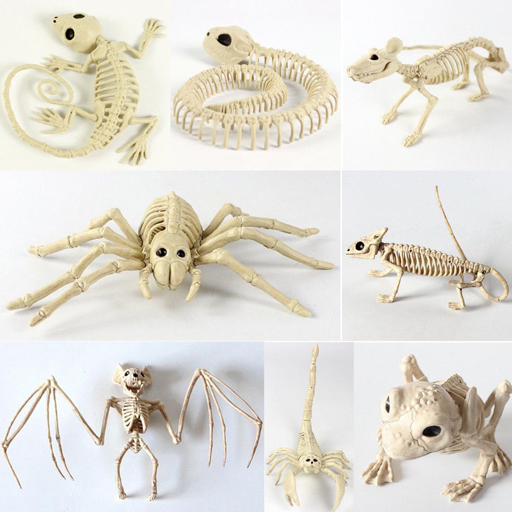 Squelette Animal Dragon grenouille 100% os en plastique | Décoration de fête, accessoire d'horreur, accessoire d'halloween, Animal maison d'horreur