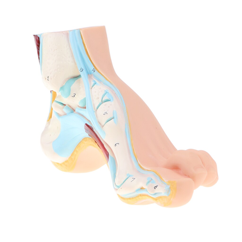 1:1 Lifesize Human Normal/ Arched/ Flat Foot Model with Ligaments Bones Muscles Anatomical Model Kit