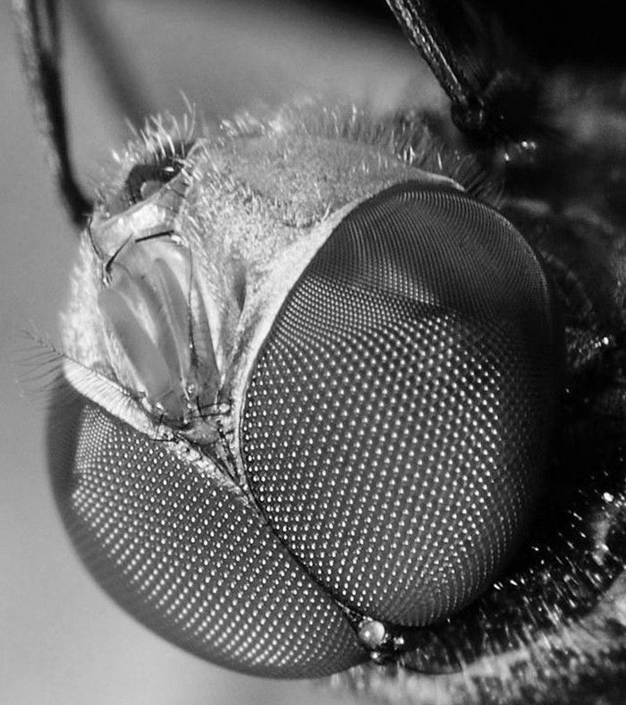 Diameter 110 mm Compound eye honey comb fresnel lens fly eye lens microlens accry lens