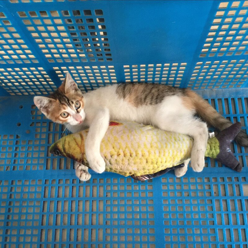 Haustier Weichen Plüsch Kreative 3D Karpfen Fisch bilden Katze Spielzeug Katzenminze Fisch Gefüllte Kissen Puppe Simulation Fisch Spielen Spielzeug für Haustier