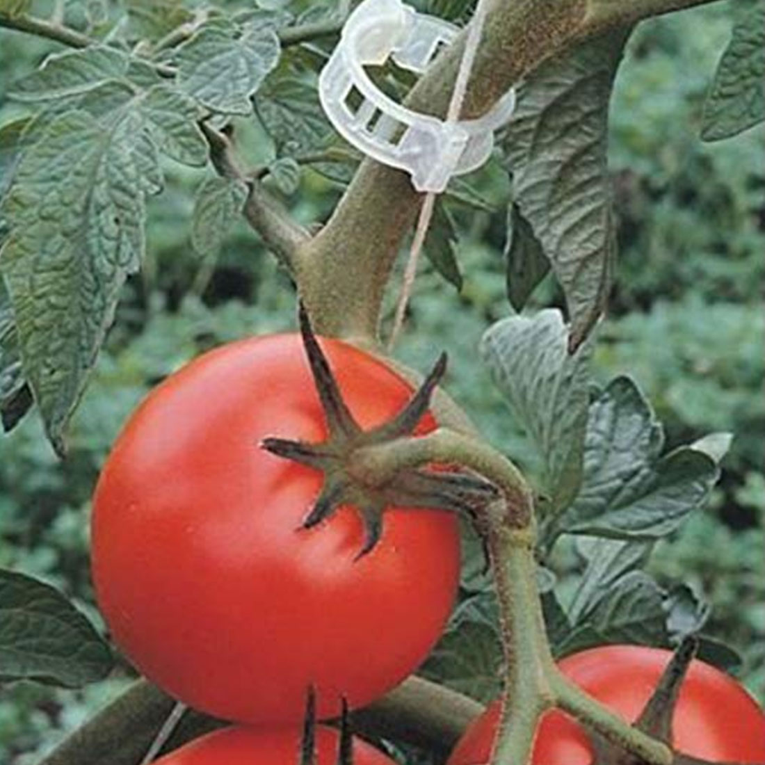 100 stk/parti tomathage planteklips til espalier hyssing drivhus tomat veggie hageplanteklips