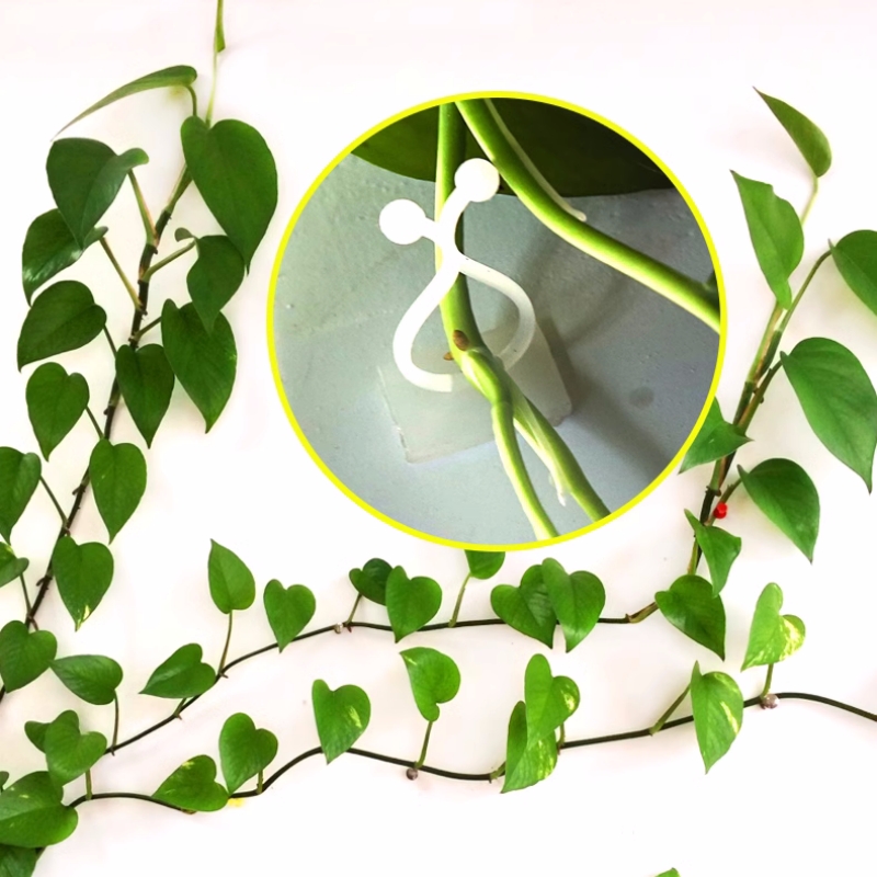 Pflanzen kletterwand Clips Rebe Schnalle Haken Rattan Klemme Fixateur selbst klebende Pflanze Stent unsichtbare Rebe Klettern feste Halterung