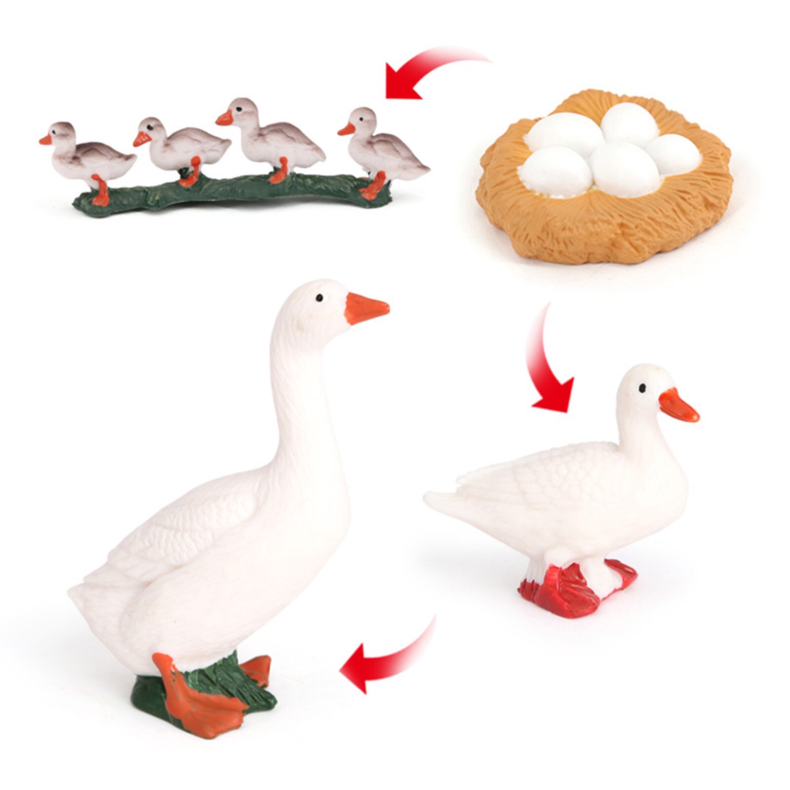 Plastic Nature Insects Growth Cycle Life Cycle Animal Figure Model Toys Teaching: Duck