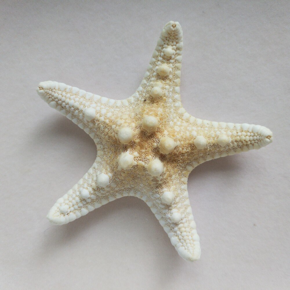 6 stks/set Witte Vinger Sea Star Sea Vis Strand 6-7 cm Ornamenten Craft Voor Home Party bruiloft Decoratie speelgoed