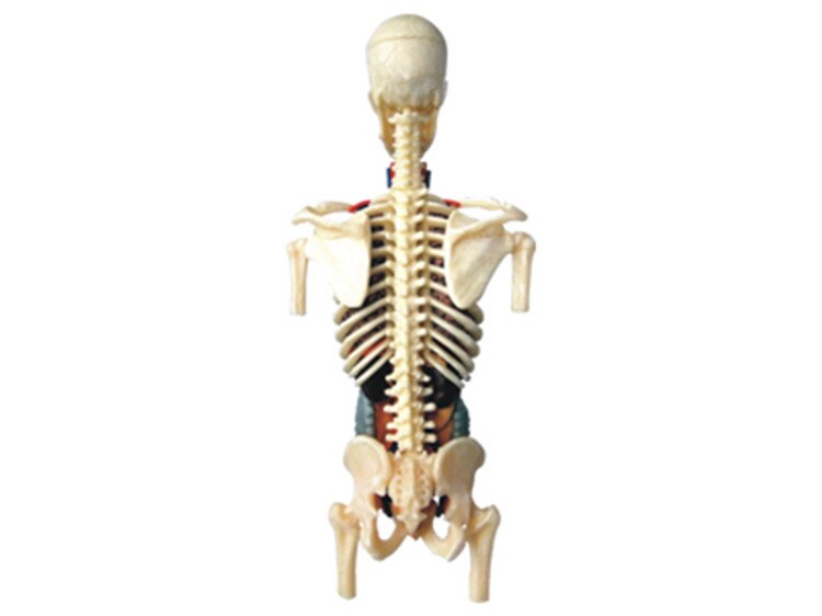 4D Durchscheinende Weibliche ANATOMIE Torso Körper Frauen Schwangerschaft Schwangere 41 Teile Montiert Menschlichen Modell Medizinische Schädel Skelett Trainingsmodelle