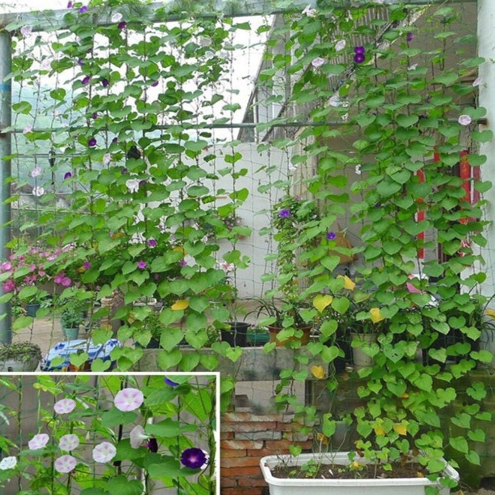 Plante escalade filet treillis maille pour chèvrefeuille vigne fleurs jardin plantes légumes fruits filet concombre vigne cultiver support