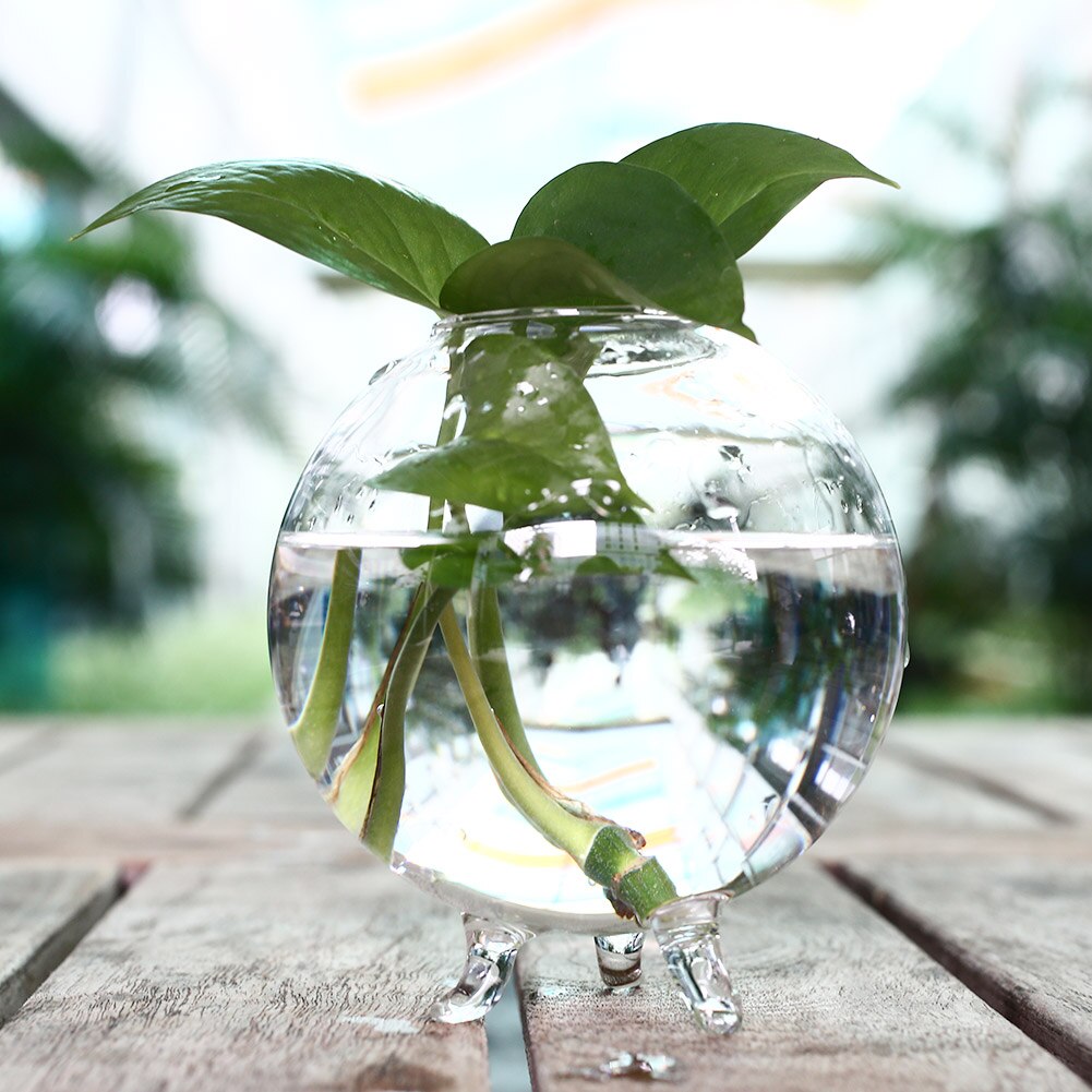 Vase en verre transparent Terrarium | Boule transparente, Pots de plantes, bouteille de réservoir mural, conteneur de fleur hydroponique, décor de jardin pour maison bricolage