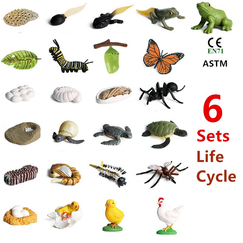 6 Sets Simulation Animal Life Cycle Growth Model Butterfly Frog Turtle Chick Ant Stencils Drawing Board Biology Teaching Tools: 6 models