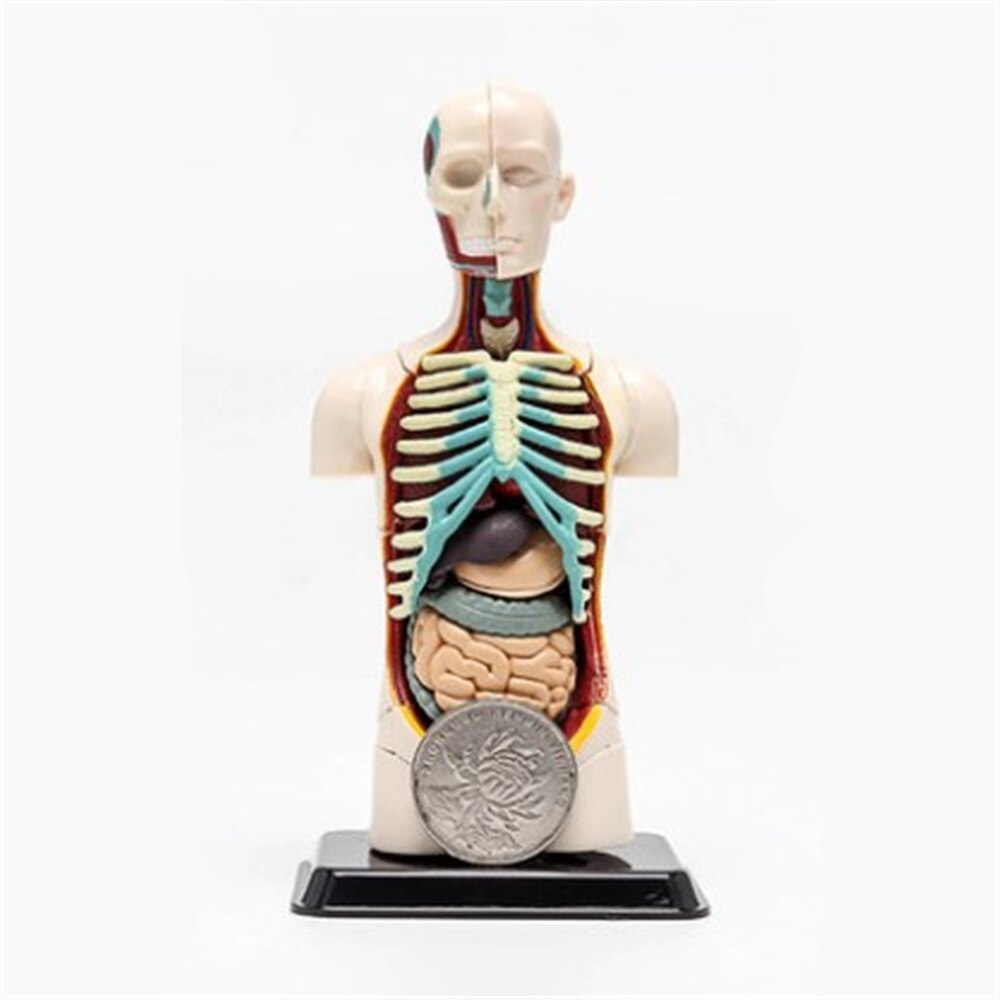 3D Mine Kind Wetenschap Speelgoed Menselijk Anatomie model Human torso Model Assemblage Viscerale Anatomisch Model