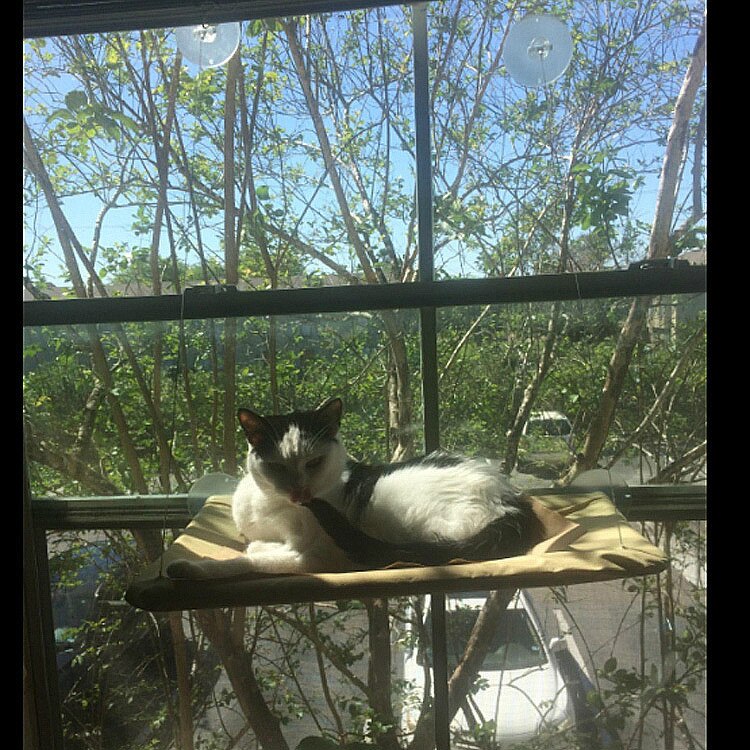 Hamaca para gato doméstico, cómoda ventana de cristal soleada, asiento tipo estante, esterilla para descanso de gatitos, camas colgantes, rodamiento de 20kg