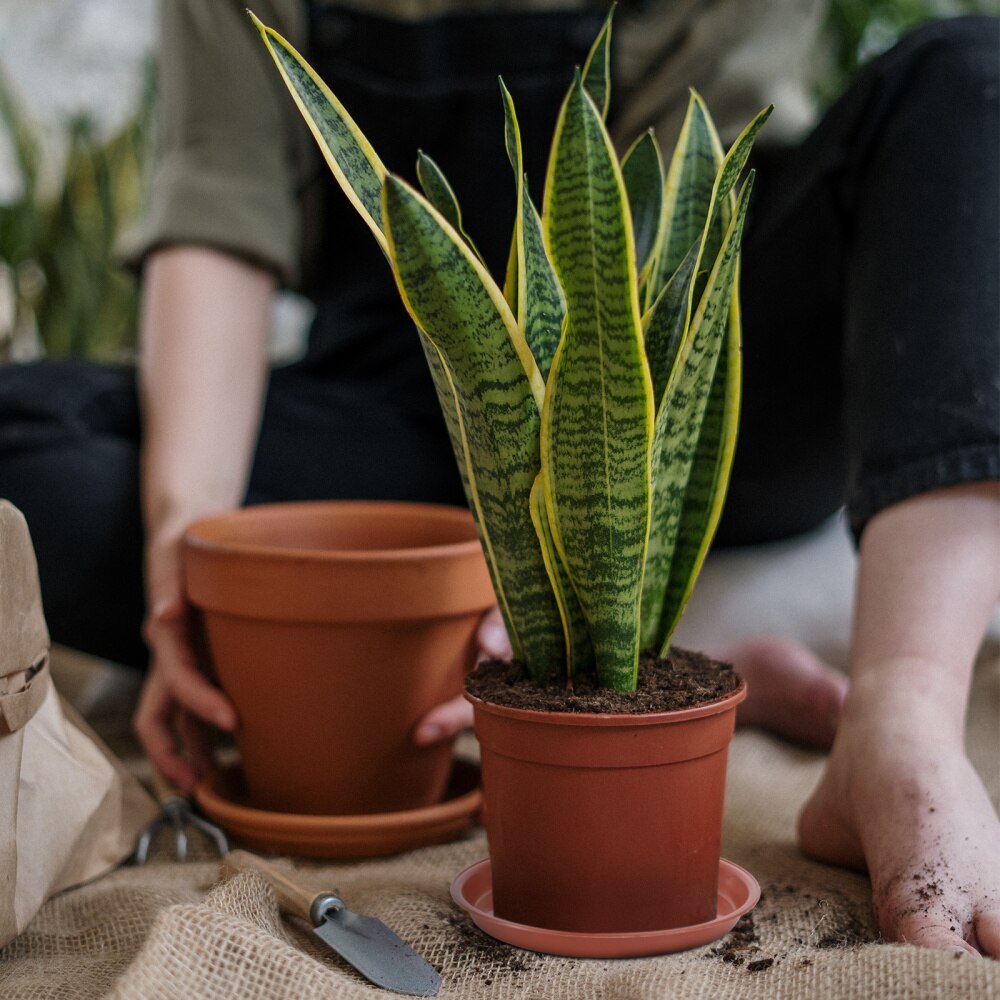 10 Stuks Plastic Bloempot Lekbak Plant Pot Schotel Voor Vleezigheid Planter Tuin Balkon-Type 160 (Rood)