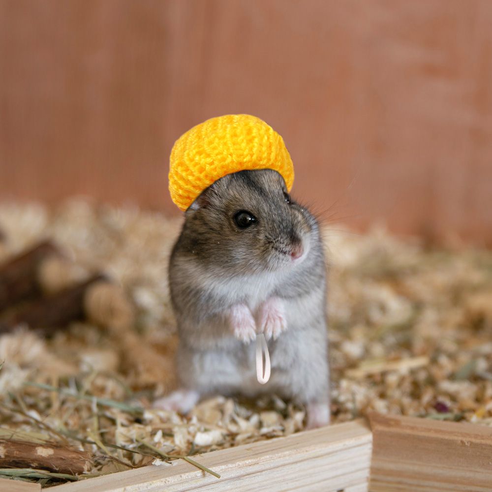2 stk hamsterhat og marsvin sort hat med butterfly cool kæledyr kasket lille dyr outfit jakkesæt cosplay