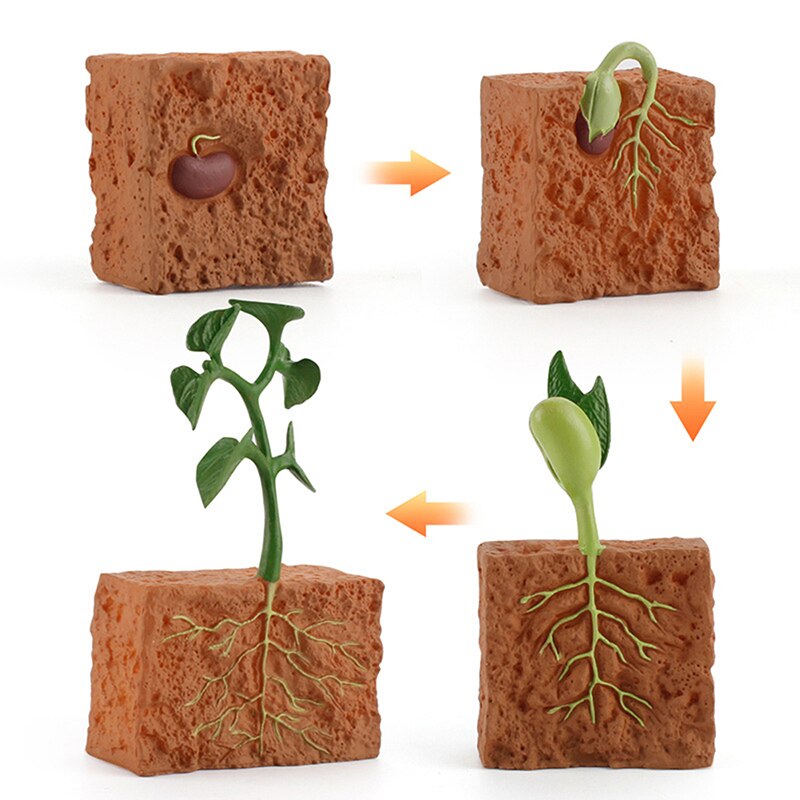 Cognitive Toy Simulation Life Cycle Animals Plant Growth Cycle Model Science Educational Toys For Children