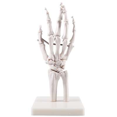 Dłoń kościotrupa Model medyczny nauczanie dłoń kościotrupa Model pomoc dydaktyczna artystyczny obraz dłoń kościotrupa Model kości prawdziwa ludzka dłoń kościotrupa: NO2