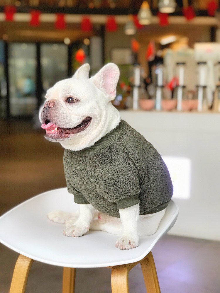 Franse bulldog kleding