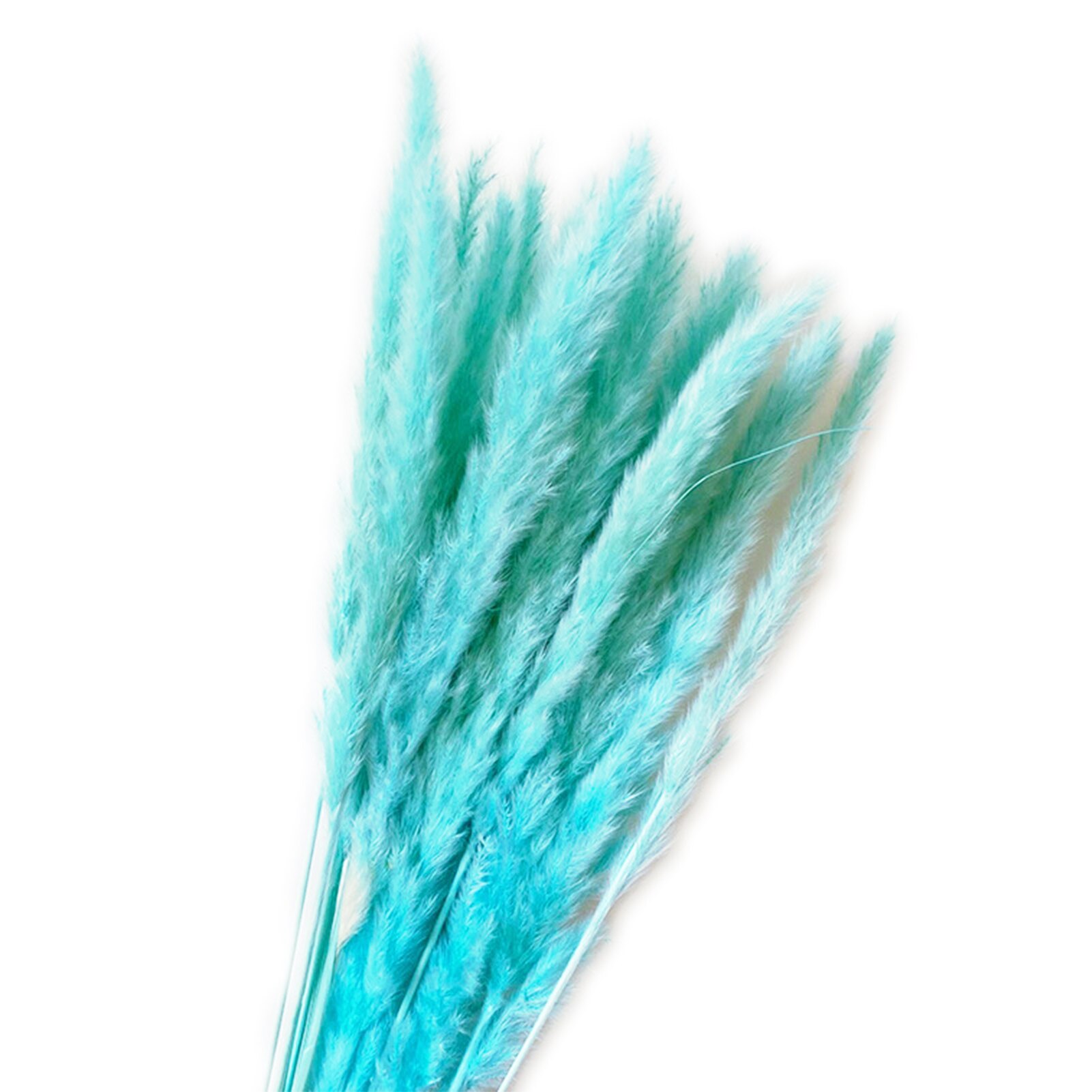 Roseaux séchés naturels de , 15 pièces, pour décoration de mariage, maison, DIY bricolage, 100% naturel, durée de conservation de plus d'un an: Blue