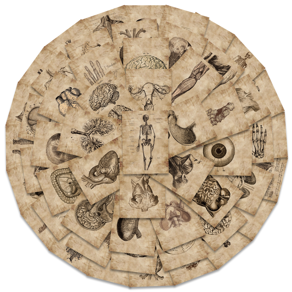 56Pcs Human Anatomy Physiology Heart Skull Internal Organs Sticker Skeleton Graffiti Stickers Luggage Laptop Sticker